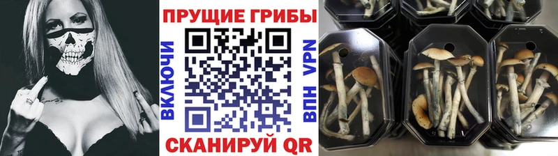 Галлюциногенные грибы MAGIC MUSHROOMS  Купить где  Челябинск 
